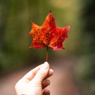 Benvenuto Autunno